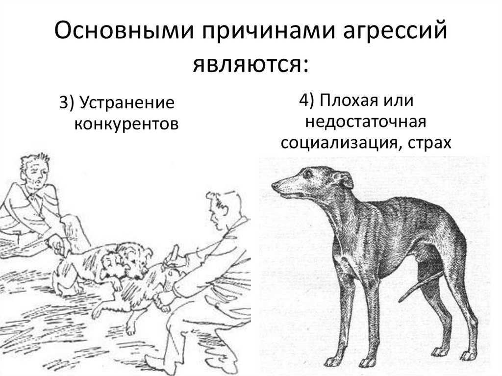Кошка нападает на собаку. кто умнее — кошки или собаки?