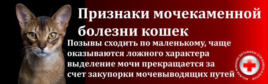 Как избавиться от запаха кошачьего туалета: поддерживаем чистоту с питомцами в доме