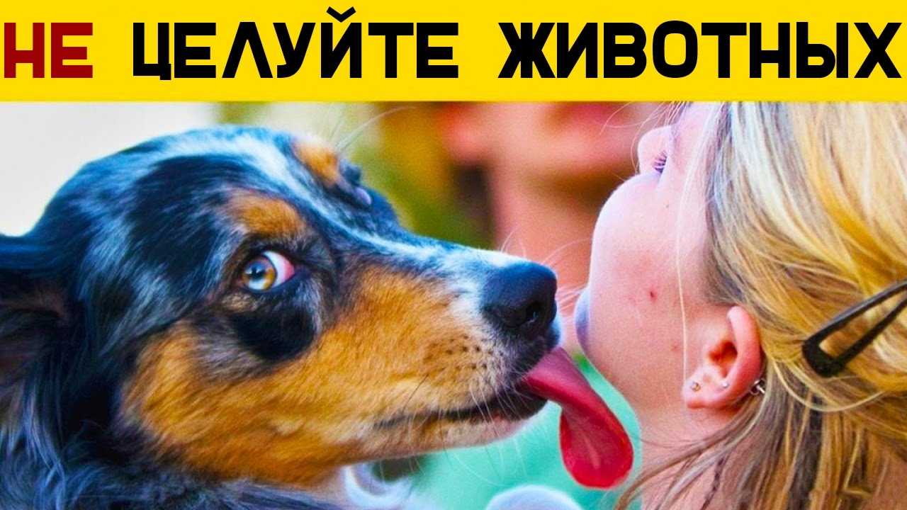 Целуется с собакой языками. почему нельзя целовать собак: главные причины и логические объяснения. можно ли целовать собак