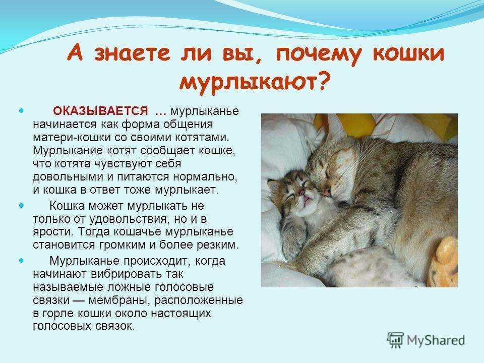 Правила грамотной вязки кошек