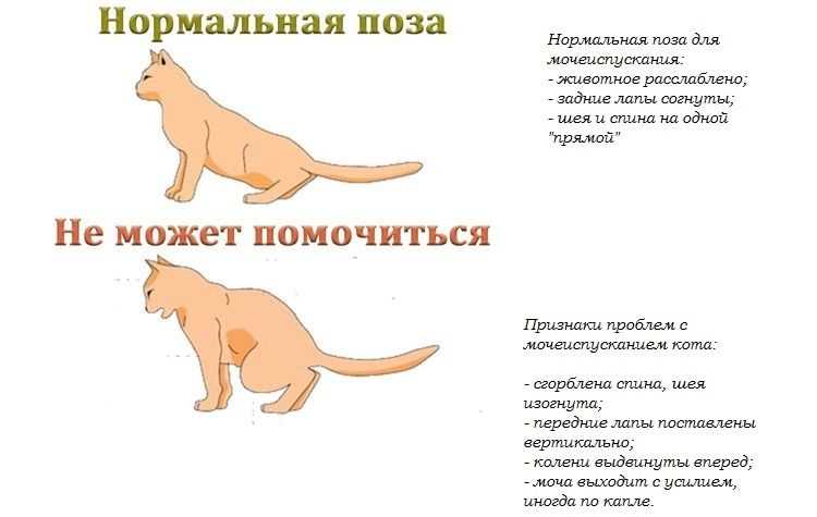 Почему кошка пьет много воды?