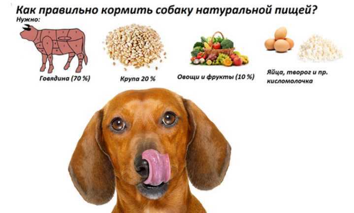 Какие фрукты можно собакам
какие фрукты можно собакам