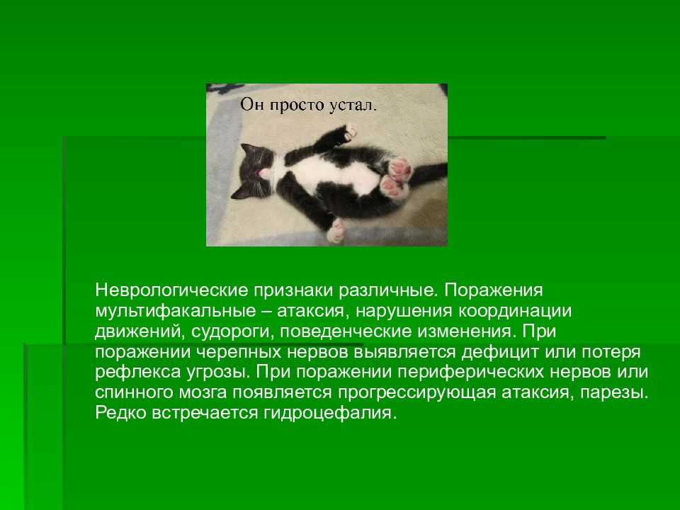 Ротавирус у кошек лечение