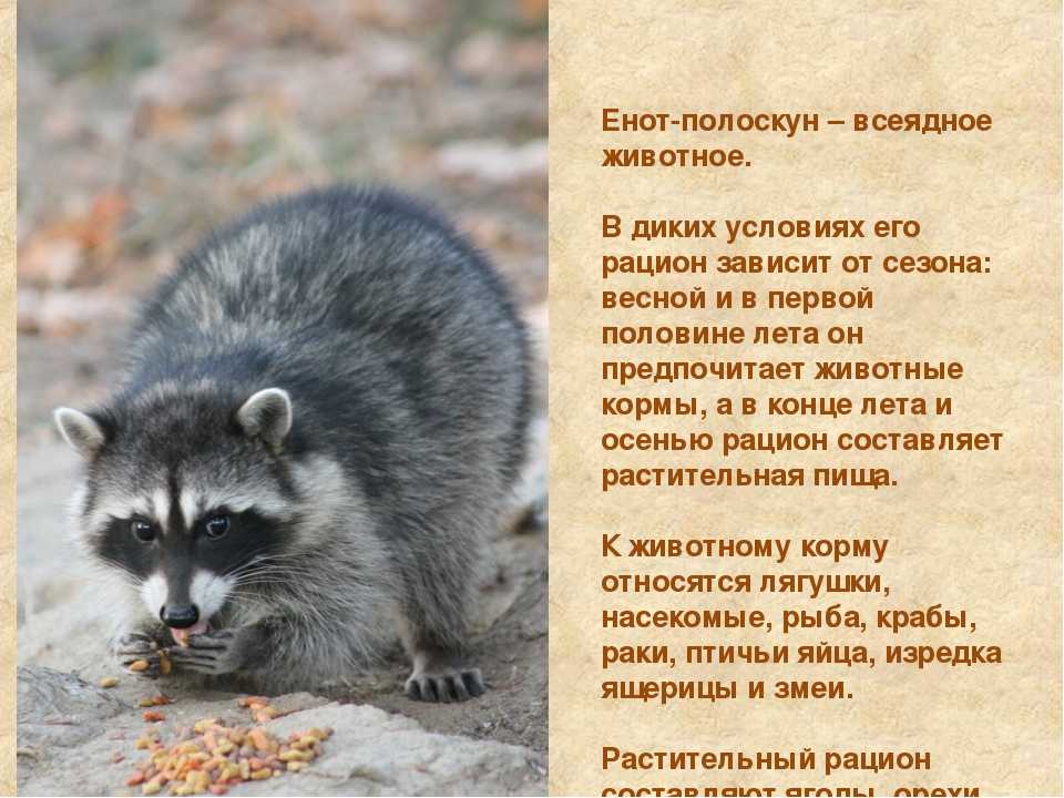 Енот, как домашнее животное | описание, характер, уход, дрессировка