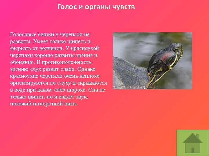 Красноухая черепаха