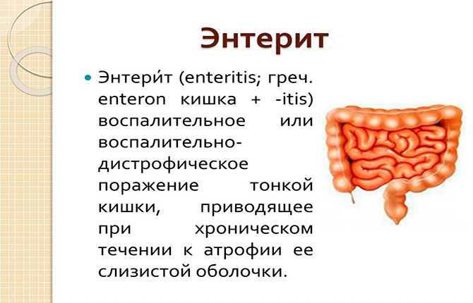 Какие бывают летальные инфекции кошек и их причиныветлечебница рос-вет