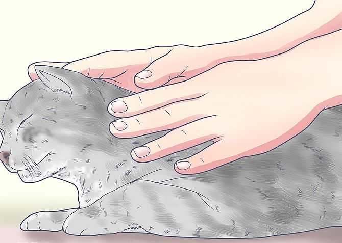 Кошка делает массаж лапками что это значит?