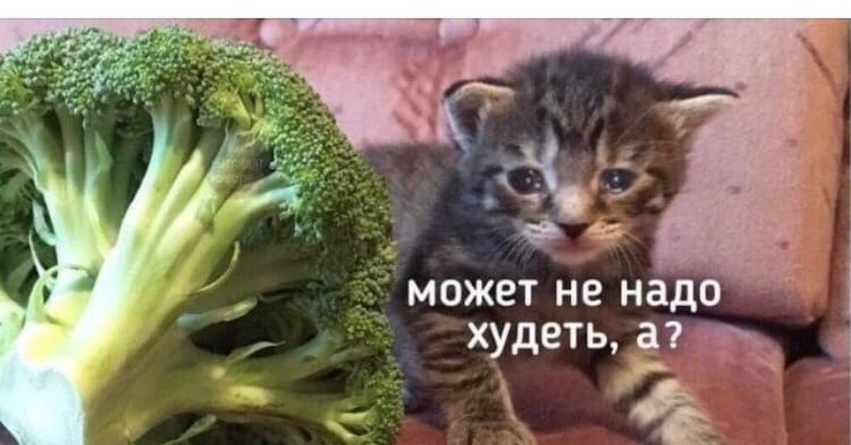 Почему кошка ест землю: возможные причины, рекомендации по уходу