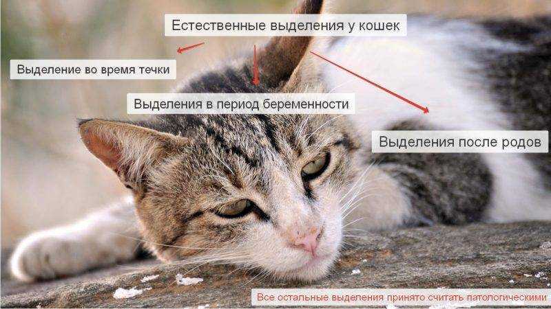 У беременной кошки идет кровь: что означают кровяные выделения у животного?