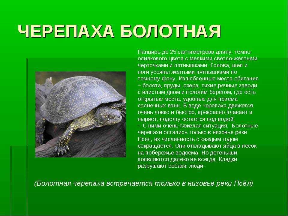 Водяные черепахи: описание и фото. содержание, уход, кормление :: syl.ru
