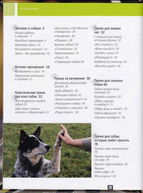 Как научить собаку команде "апорт": что значит команда апорт
как научить собаку команде "апорт": что значит команда апорт