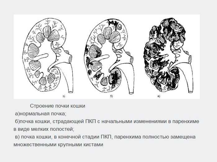Почечная недостаточность у кошки: симптомы, лечение и признаки