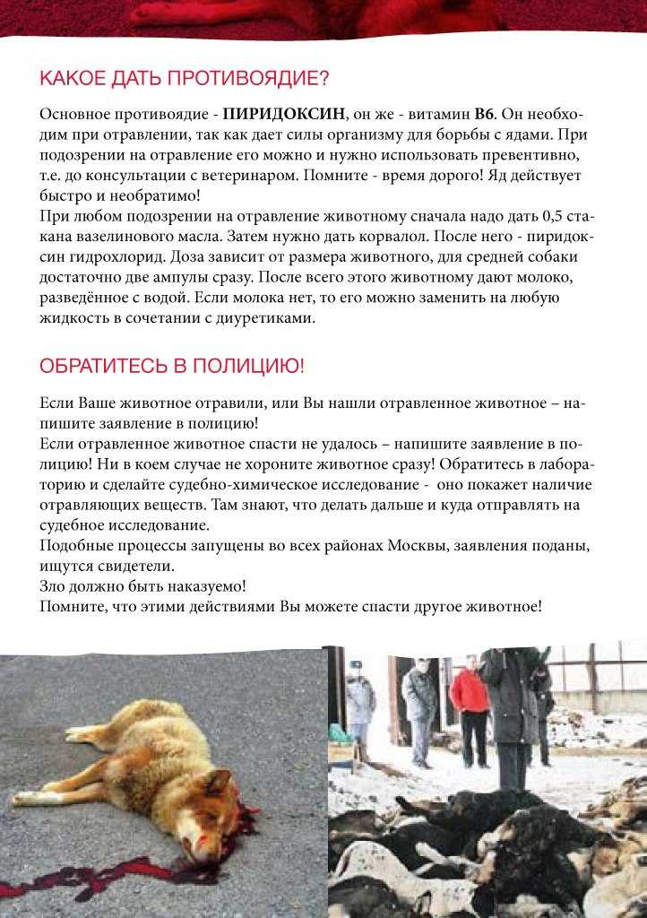 Отравление собаки - симптомы лечение в домашних условиях