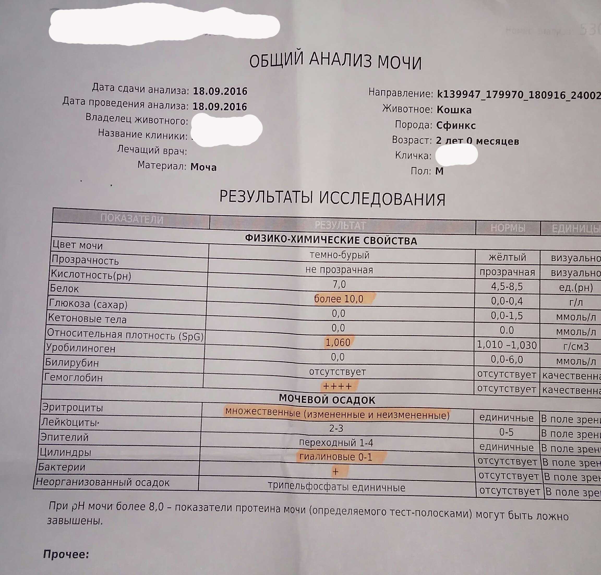 Цистит у кошек - вся правда. симптомы, причины, диагностика и профилактика цистита у кошек | caticat.ru