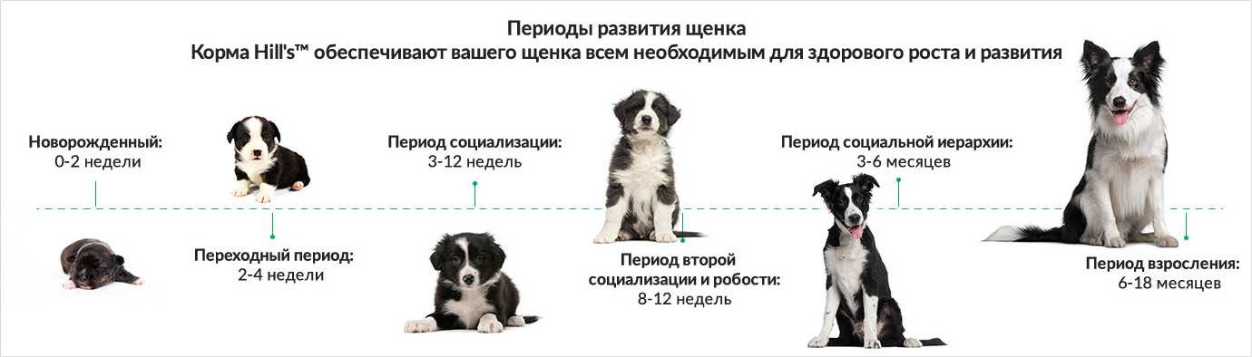 Алиментный щенок что это значит?