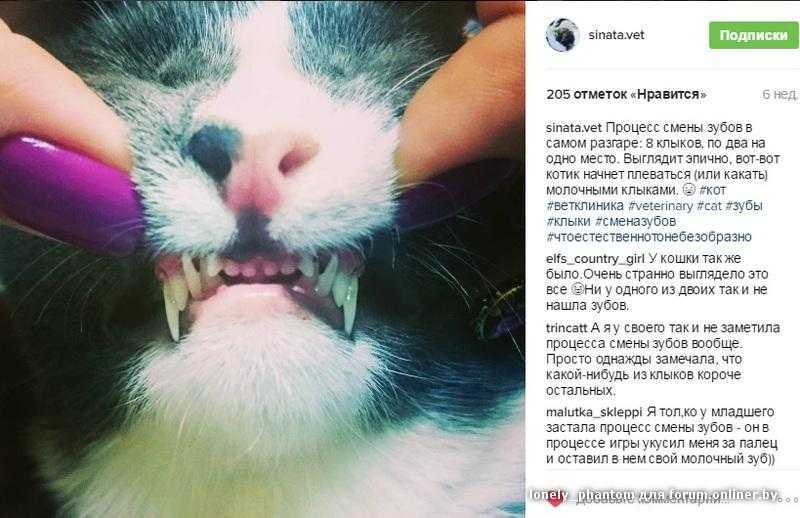 Когда у кошек меняются молочные зубы на постоянные