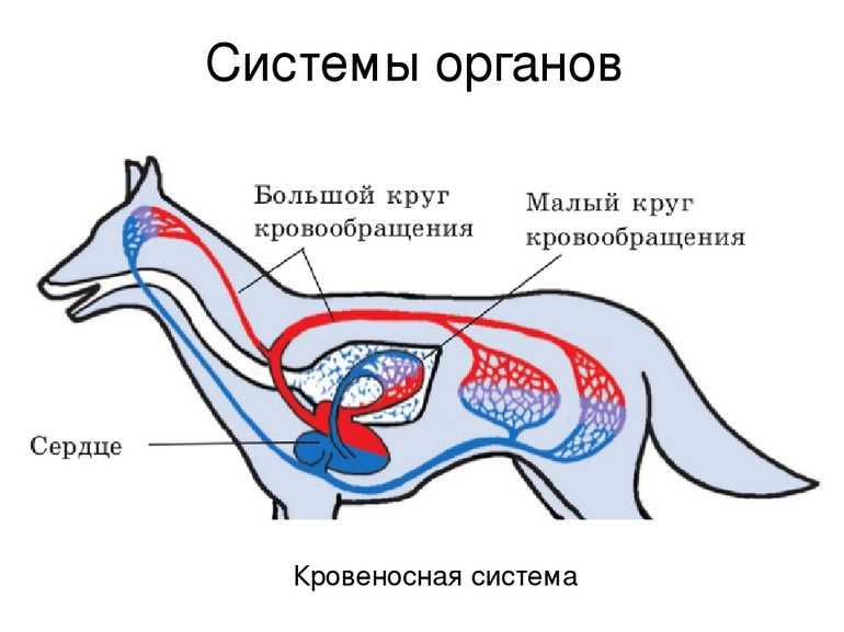 Болезни органов кровообращения. л. в. панышева [1958 - - болезни собак (незаразные)]