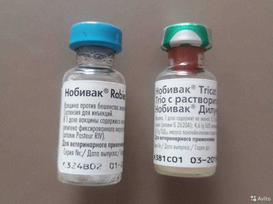 Вакцина для кошек нобивак, защита от серьезных заболеваний