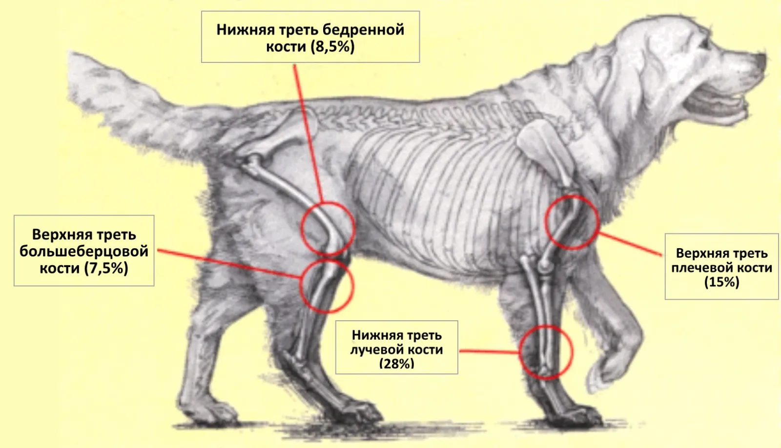 Симптомы комы у собаки — о животных на чистоту
