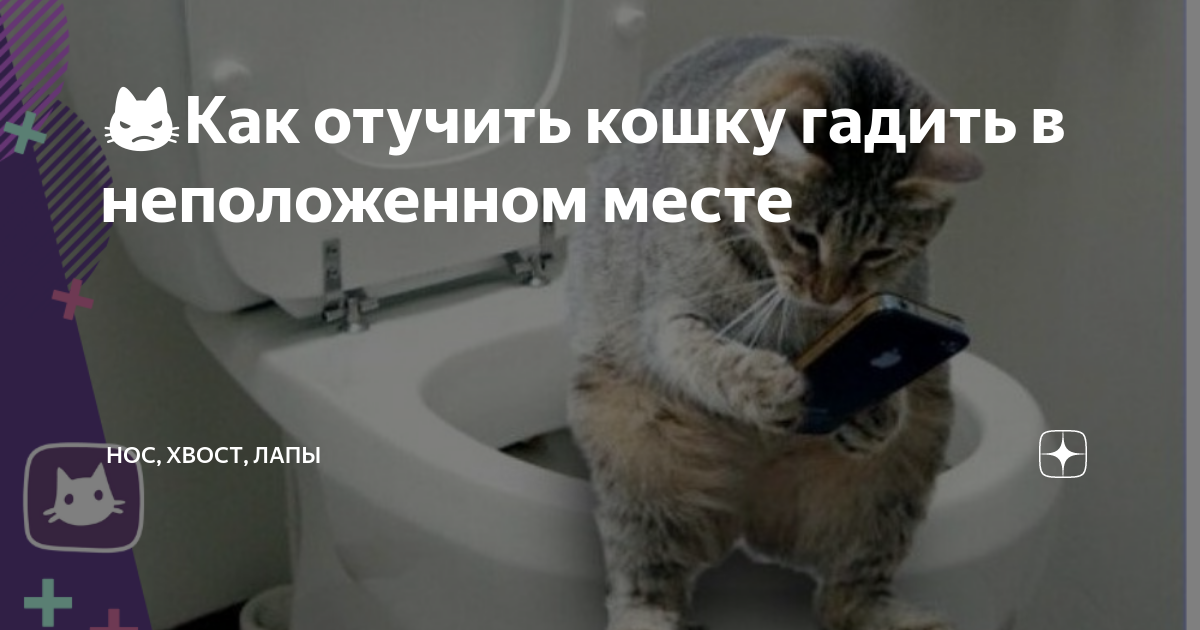 5 причин, почему кошка гадит где попало - что делать