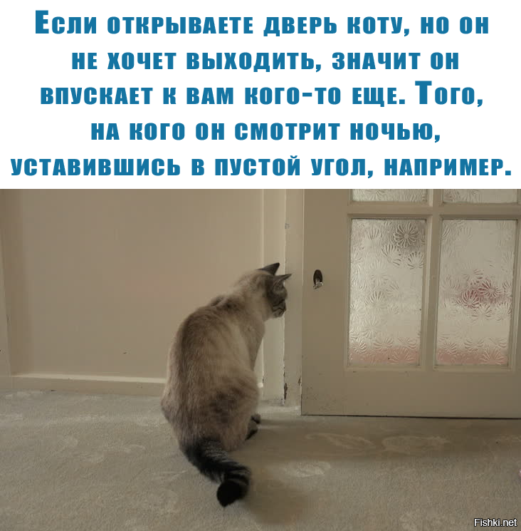 Кошка и потусторонний мир