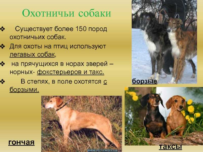 Охотничьи породы собак
охотничьи породы собак