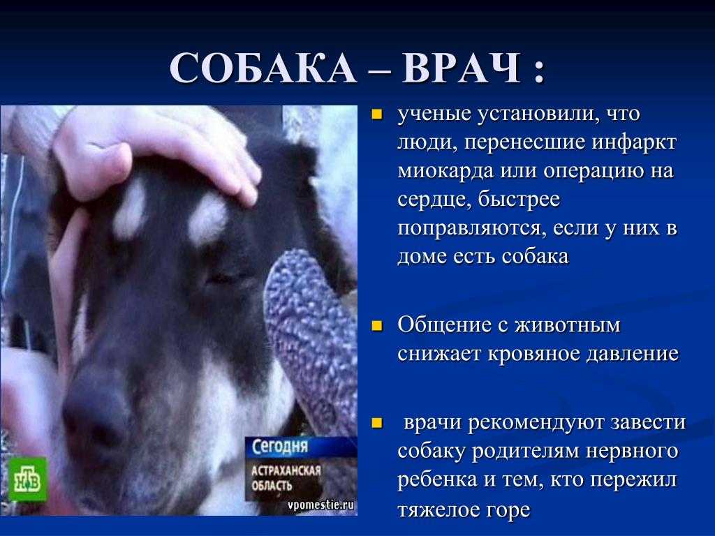 Понимают ли собаки, когда их целуют: разбираемся в чувствах и эмоциях питомца. отношение собаки к хозяину как собаки чувствуют