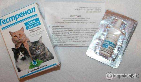 Привычки кошек, которые воспитывают сами хозяева - zefirka