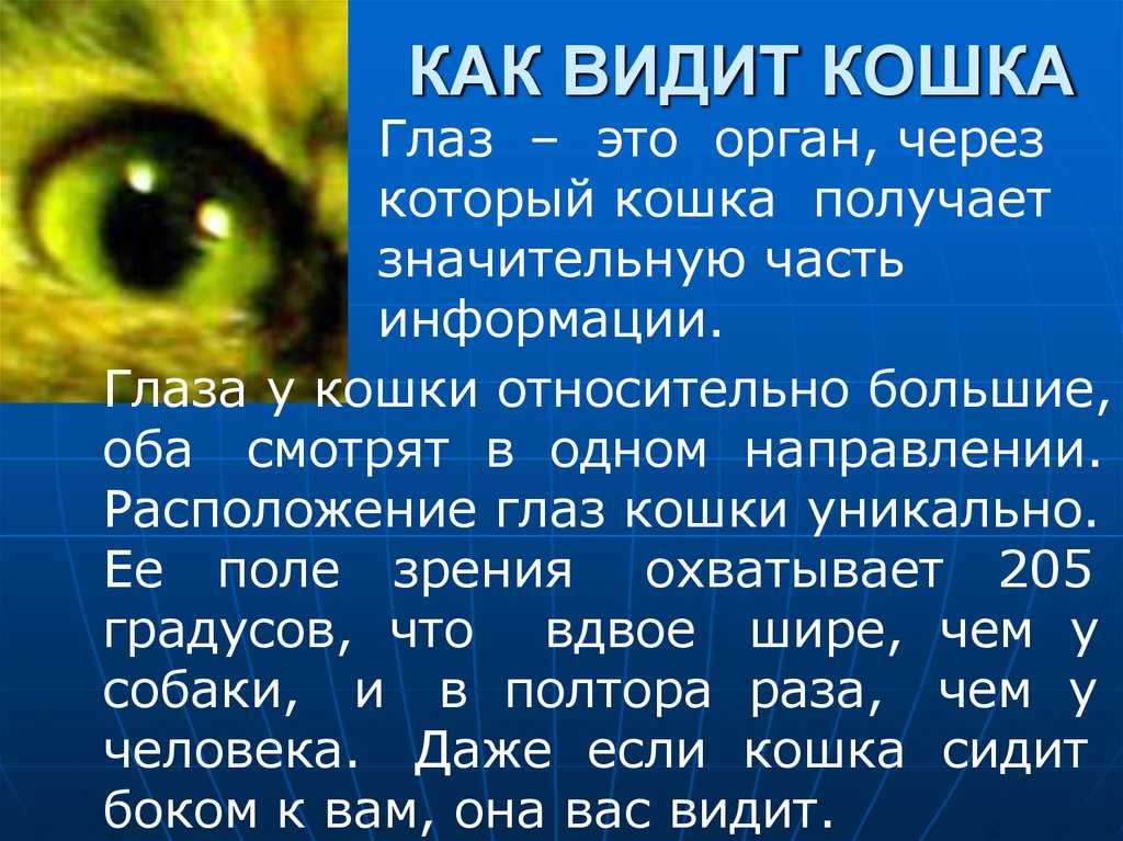 Как видят кошки наш мир и различают ли цвета: особенности зрения кошек (подробный обзор всех особенностей и отличий)