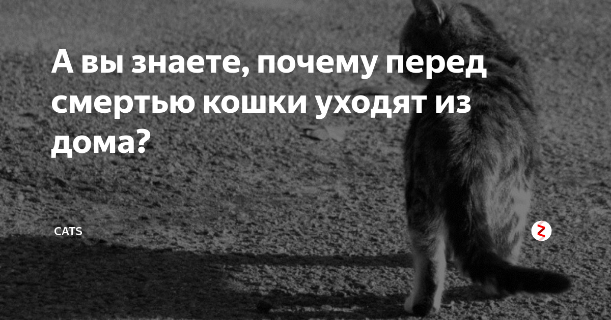 Как умирают кошки, как понять, что это происходит, почему они уходят из дома в этот момент