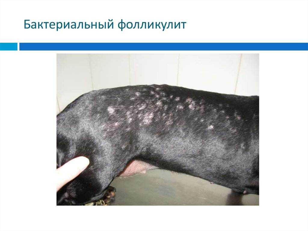 Пиодермия у собак: симптомы, виды и лечение | все о собаках