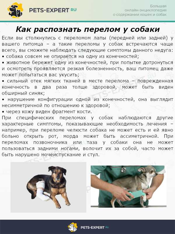 Медиальный вывих коленной чашечки у собаки, лечение | блог ветклиники "беланта"