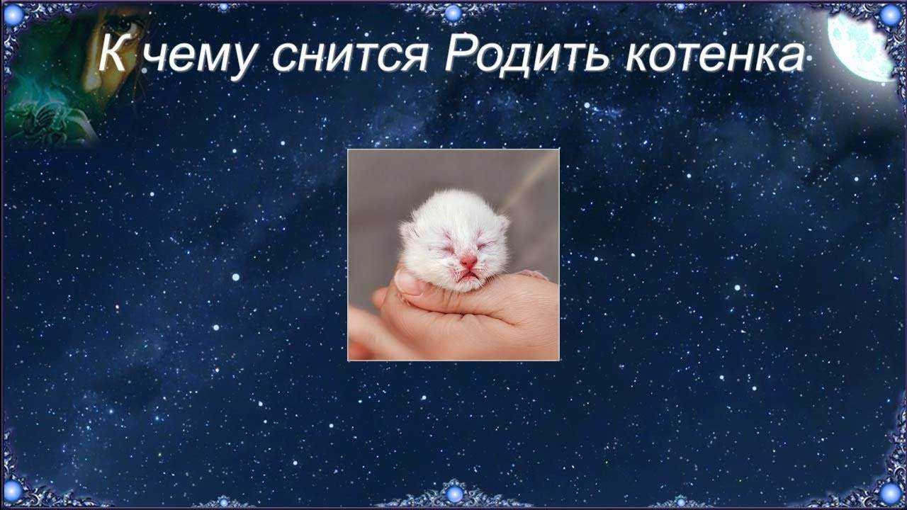 К чему снится кормить котенка
