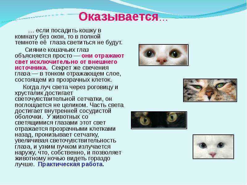 У кота стали косить глаза причины