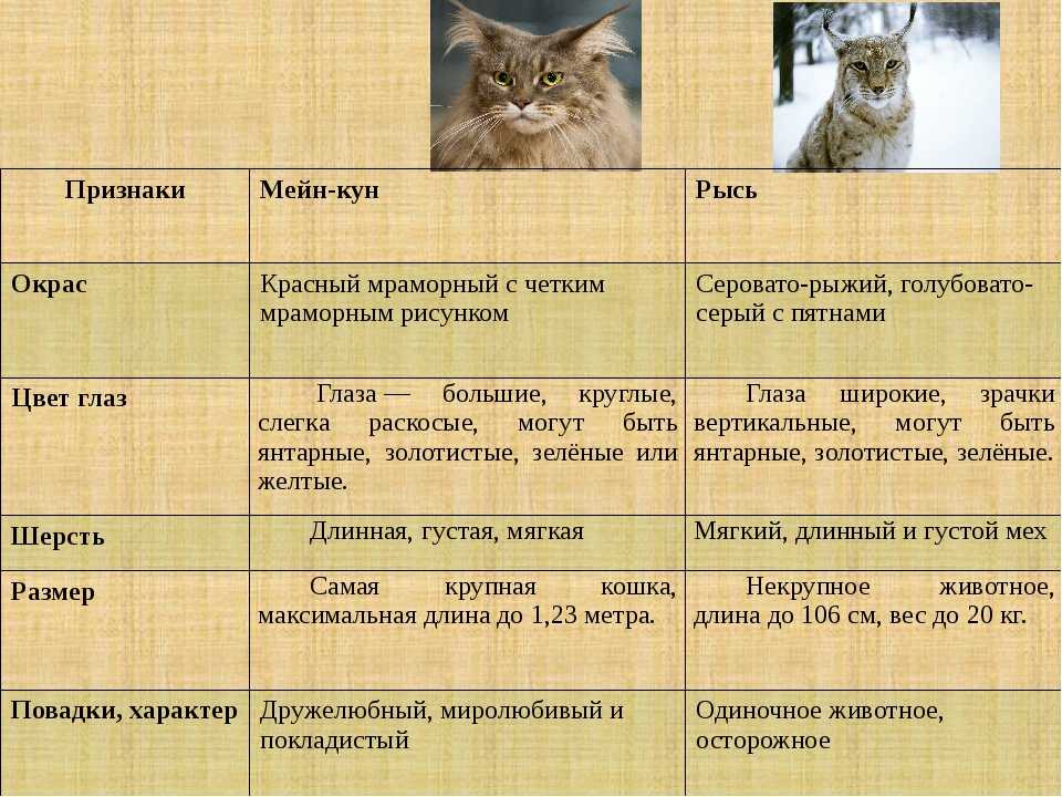 Как назвать мейн куна
