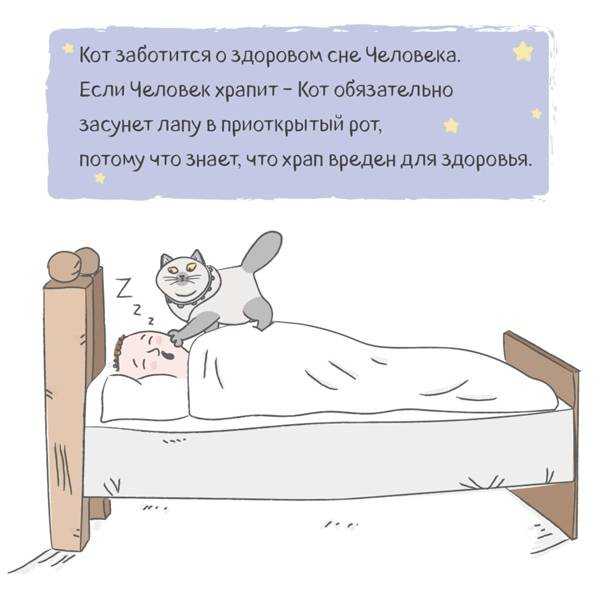 Это пушистое создание спит в самых разных местах, принимая немыслимые позы А почему кот спит на голове хозяина Чем его привлекает это место