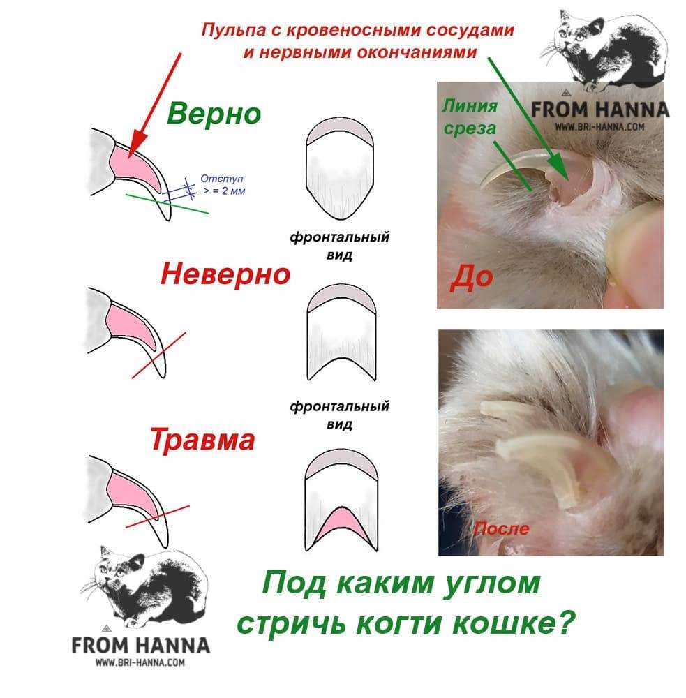 Стрижка бу: стоимость, этапы стрижки