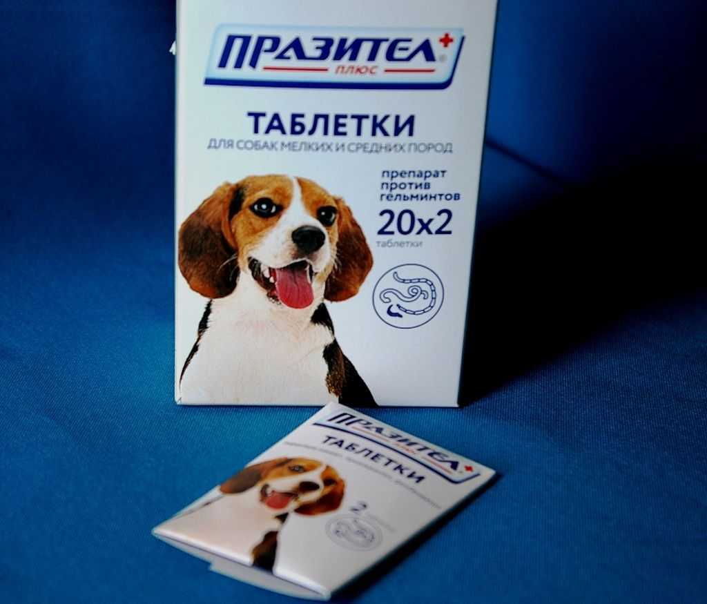 Можно ли принимать празител для собак человеку. «празител» для собак: применение, состав, формы выпуска, отзывы