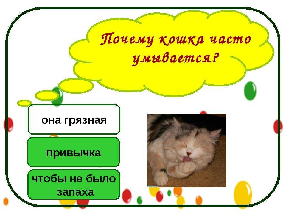 Почему кошки так часто умываются | кот и кошка