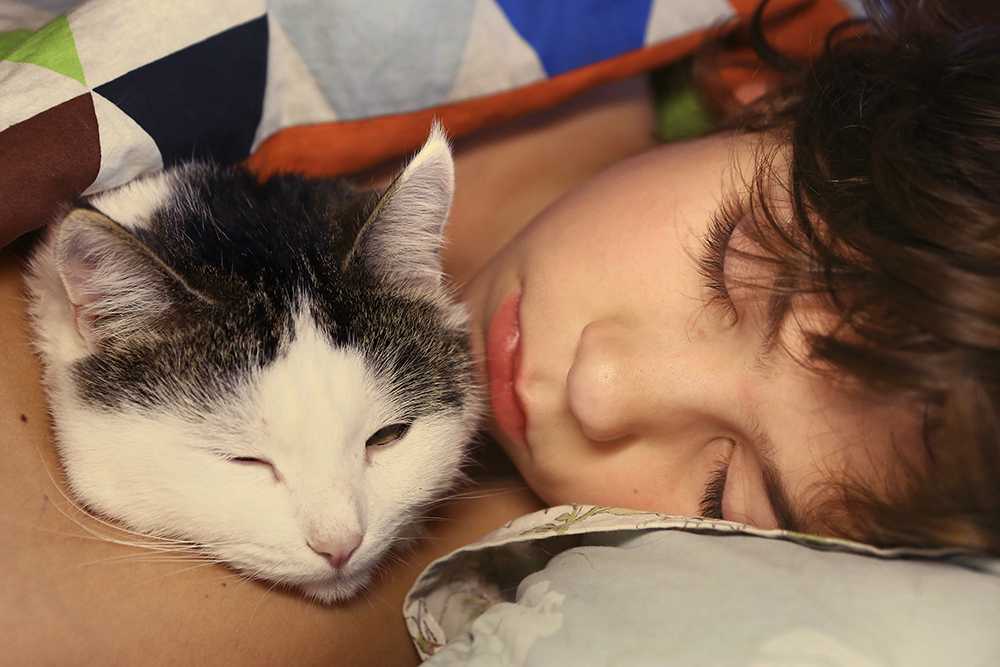 Что болит у кота если он лежит на спине