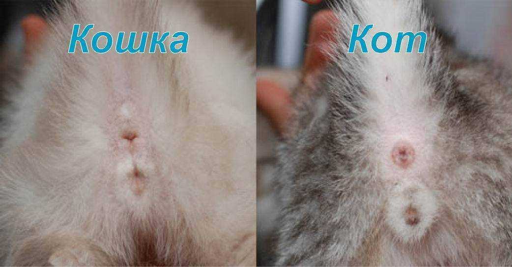 6 причин, почему кот или кошка прячется в темные места