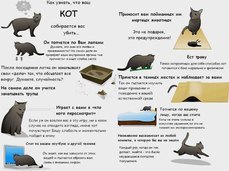 Когда у кота болит живот, причин для неприятного явления может быть много Важно, как можно скорее выяснить причину нарушения и провести полноценную терапию болезни В ряде случаев от скорости постановки диагноза и начала лечения зависит жизнь животного