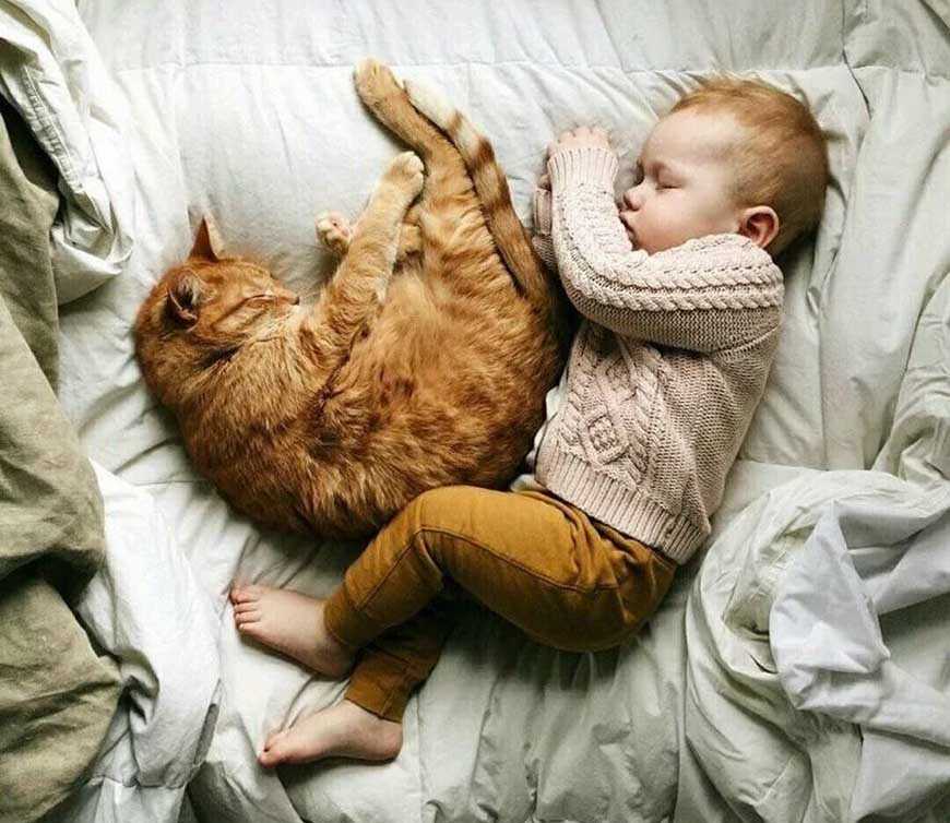 Поза спящей кошки.