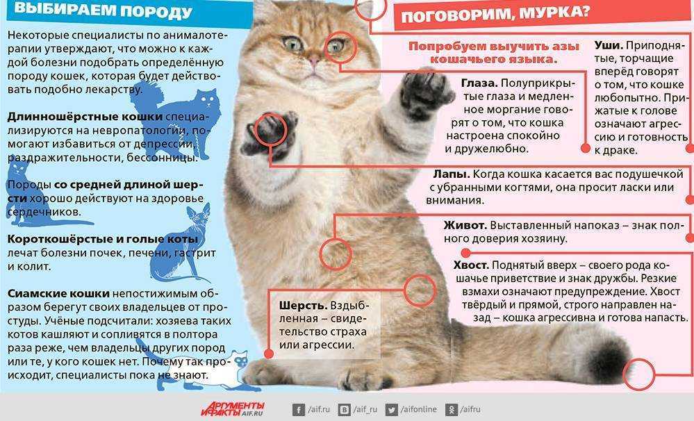 Потеют ли кошки и как часто: потовые железы у котов