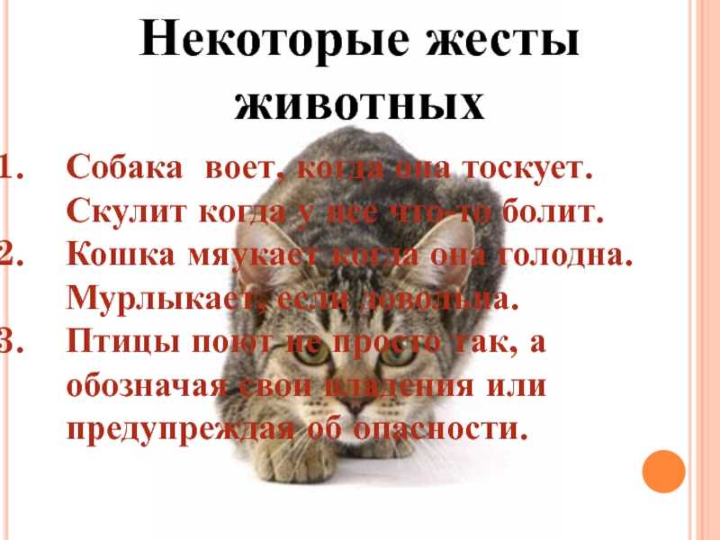 Если кошка поднимает хвост когда гладишь