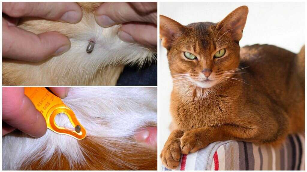 Что означают красные пятна на ушах у кошки?
