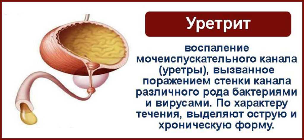 Выделения из уретры у кота - в чем опасность данной патологии