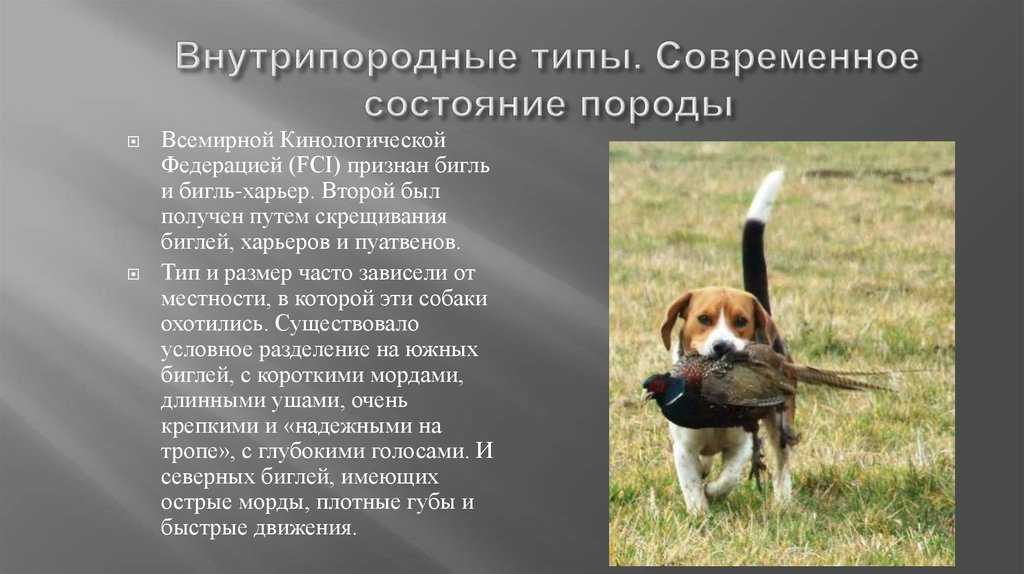 Породы собак с большими ушами: фото и названия | «дай лапу»