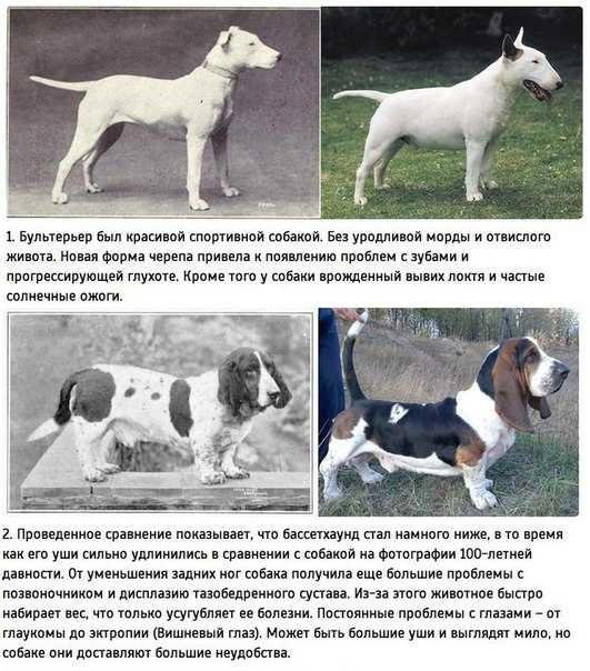 Китайские собаки большие и маленькие, лысые и лохматые. китайская собака чунцин (фото)