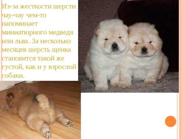 Порода собак с синим языком: как называется, описание, особенности содержания - animallist.ru